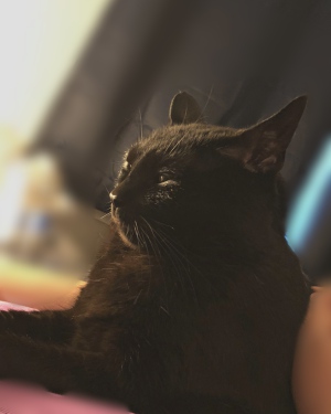 Bailey, an american black shorthair cat